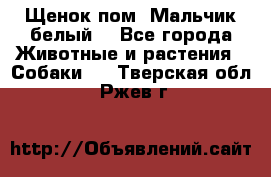 Щенок пом. Мальчик белый  - Все города Животные и растения » Собаки   . Тверская обл.,Ржев г.